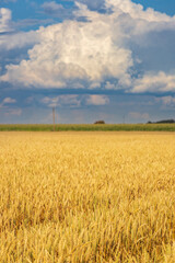 A field of golden wheat with a cloudy sky in the background