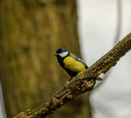 great tit (Parus major) on a branch