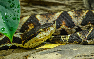 sharp-nosed viper (Deinagkistrodon acutus) portrait