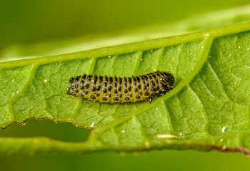yellow caterpillar with black spots on a leaf