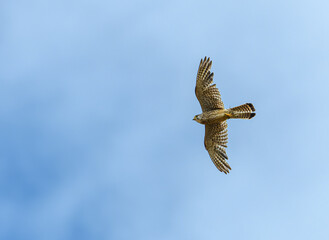 common kestrel (Falco tinnunculus) in flight