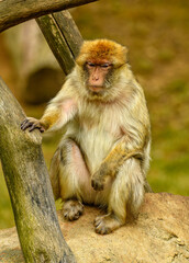 barbary macaque (Macaca sylvanus) sitting