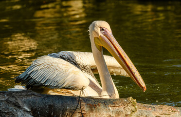 rosy or great white pelican (Pelecanus onocrotalus)