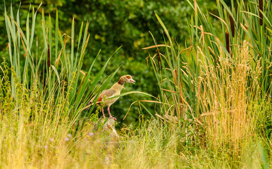 Egyptian goose (Alopochen aegyptiaca) caling on a stump