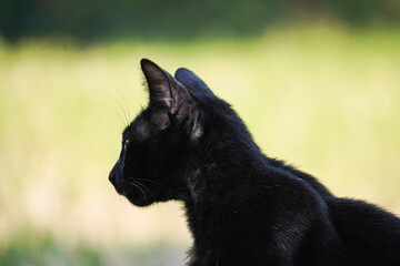 Close up photo of Solid black colored stray cat looking at camera. Empty blank copy text space. Blurred bokeh backgrounds. Concept for world animal day, international cat day, rabies awareness.