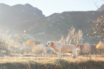 A Labrador Retriever standing in a sunlit field with mountains and trees in the background.