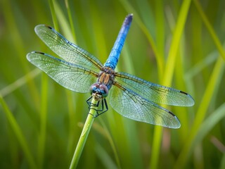 blue dragonfly on a leaf