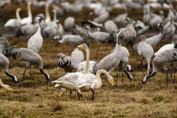 Swan, swans (Cygnus) flapping its wings, cranes (Grus grus) in the background