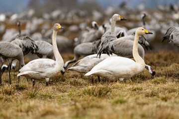 Swan, swans (Cygnus) flapping its wings, cranes (Grus grus) in the background