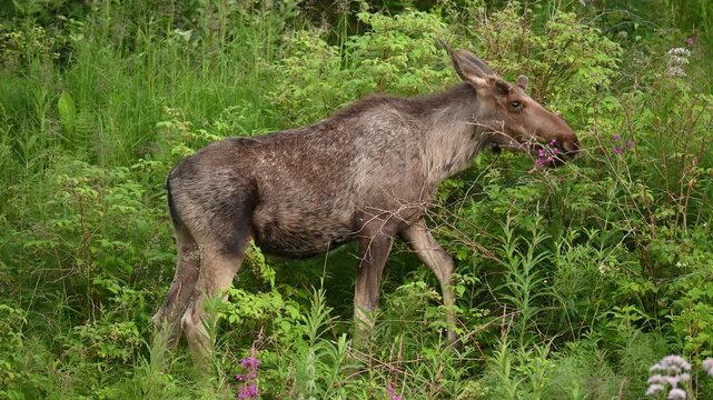 Female moose eating in the early morning in Northern Norway