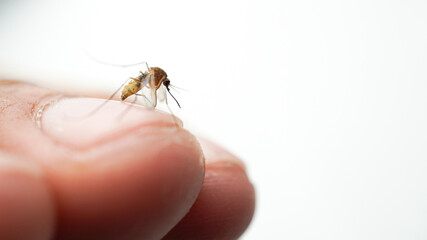 Extreme close up macro photo of a mosquito lands on human skin, preparing to suck blood. Mosquitoes...