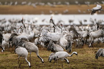 Cranes (grus grus) during a courtship dance and in the background a group of cranes eating and fighting and standing around the lake
