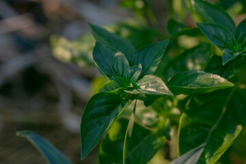 Organic planted basil