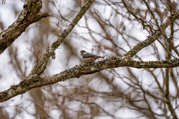 Nuthatch is sitting on a branch with moss