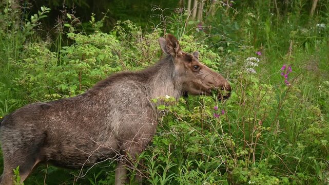 Female moose eating in the early morning in Northern Norway