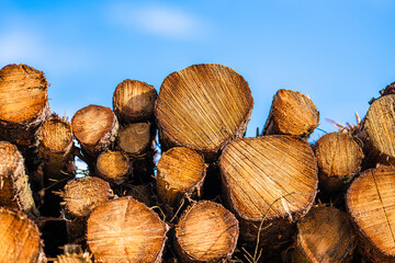 Large pile of wood logs.