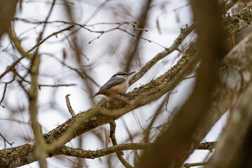Nuthatch is sitting on a branch with moss