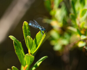 Fototapeta premium Irish Damselfly Coenagrion lunulatum perching on a leaf.