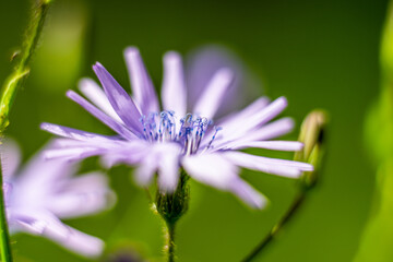 Cicerbita alpina Alpine Blue-sow-thistle with curly stamen.