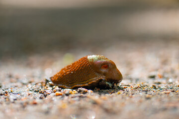 Arion lusitanicus Portuguese slug crossing a gravel road.