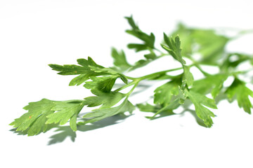 A green branch with leaves of the fragrant herb parsley, which is used as a spice in cooking.