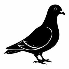 Pigeon Black silhouette