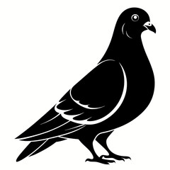 Pigeon Black silhouette