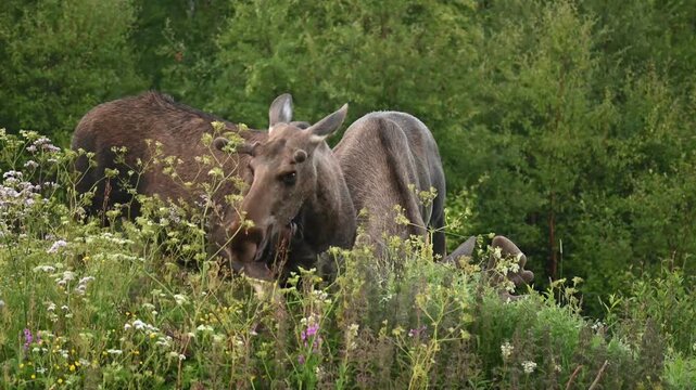 Group of wild males and female moose eating on an early summer morning in Northern Norway