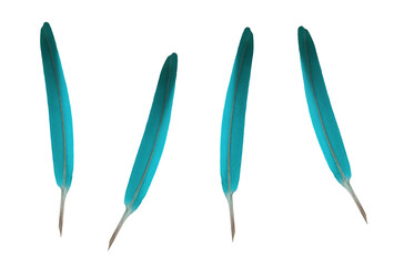 Blue decorative or writing feathers. On isolated transparent background.