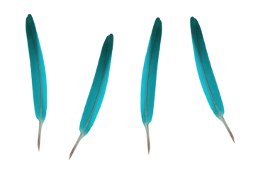 Blue decorative or writing feathers. On isolated transparent background.