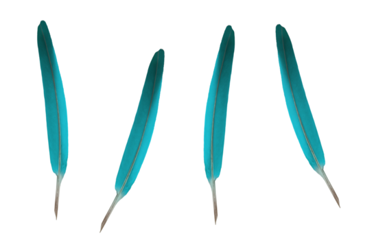 Blue decorative or writing feathers. On isolated transparent background.