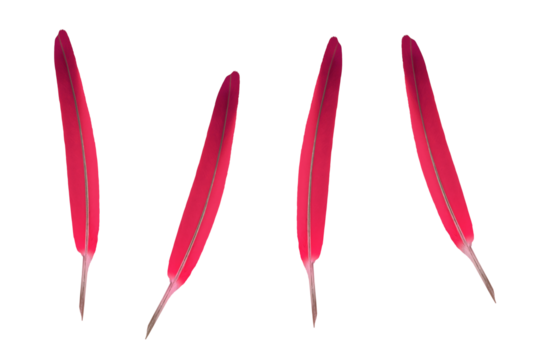 Red decorative or writing feathers. On isolated transparent background.