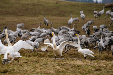 Swan, swans (Cygnus) flapping its wings, cranes (Grus grus) in the background