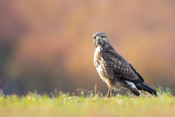 Bussard auf einer Wiese