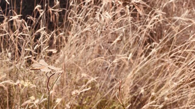 Libelula resting on the plant in the dry meadow.