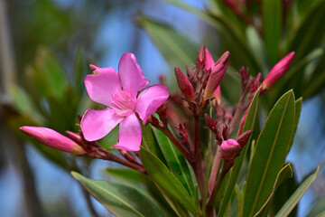 Oleander (Nerium oleander) - Milos (island), Greece