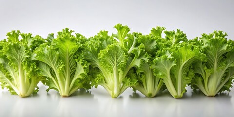 Fototapeta premium Curly endive leaves arranged neatly in a studio setting , curly endive, vibrant, fresh, green, healthy, organic, vegetable
