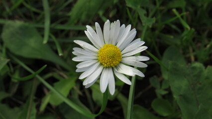 white daisy flower. daisy in the grass