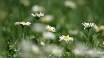 white daisy flower. daisy in the grass