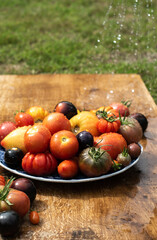 Fresh colorful heirloom tomatoes on a plate washed with cold water outside on wooden rustic table.