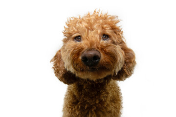 Portrait cute red poodle dog looking at camera. Isolated on white background
