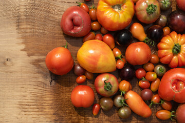 top view tomatoes in many shapes, sizes and colors  on wooden background. Home greenhouse grown vegetables full of different flavours.