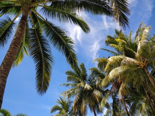Fototapeta premium Fluffy green coconut trees against the blue sky. The rays of the bright sunshine through the leaves. Travel and tourism, rest and relaxation concept.