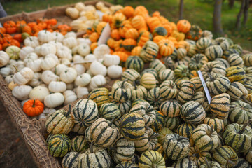 White, green, and orange pumpkins on the ground in a fall pumpkin patch