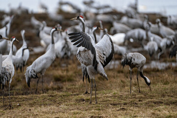 Cranes (grus grus) during a courtship dance and in the background a group of cranes eating and fighting and standing around the lake
