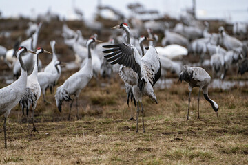 Obraz premium Cranes (grus grus) during a courtship dance and in the background a group of cranes eating and fighting and standing around the lake 