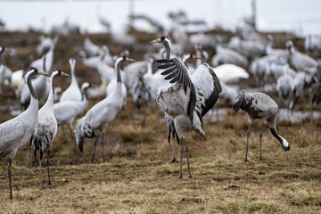 Group of cranes eating and fighting and standing around the lake