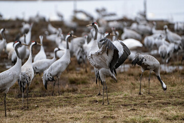 Group of cranes eating and fighting and standing around the lake
