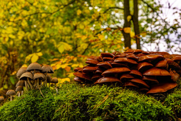 mushroom in the forest