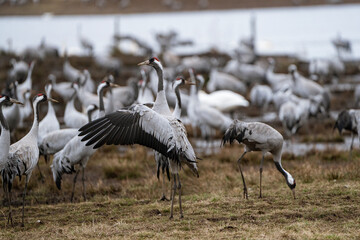Group of cranes eating and fighting and standing around the lake
